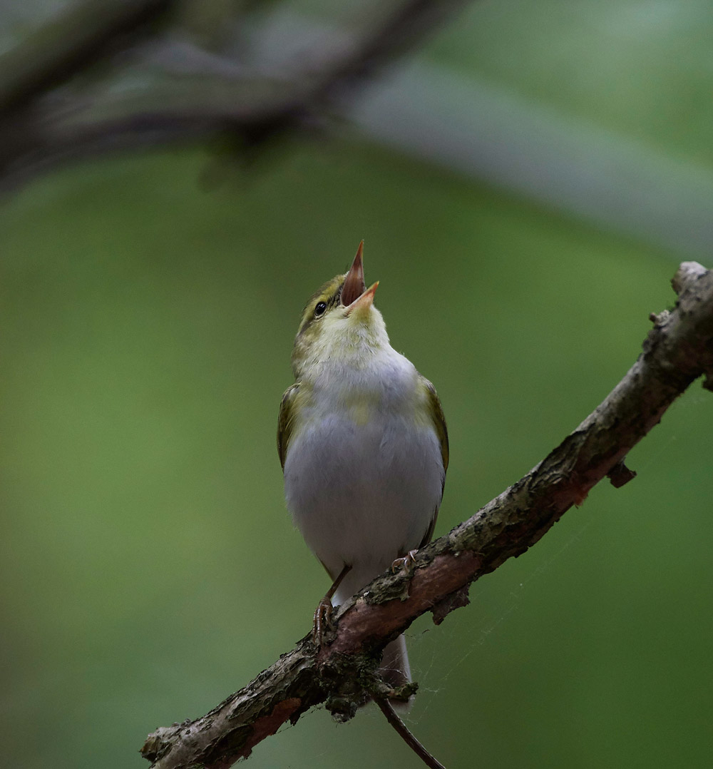 WoodWarbler020617-5