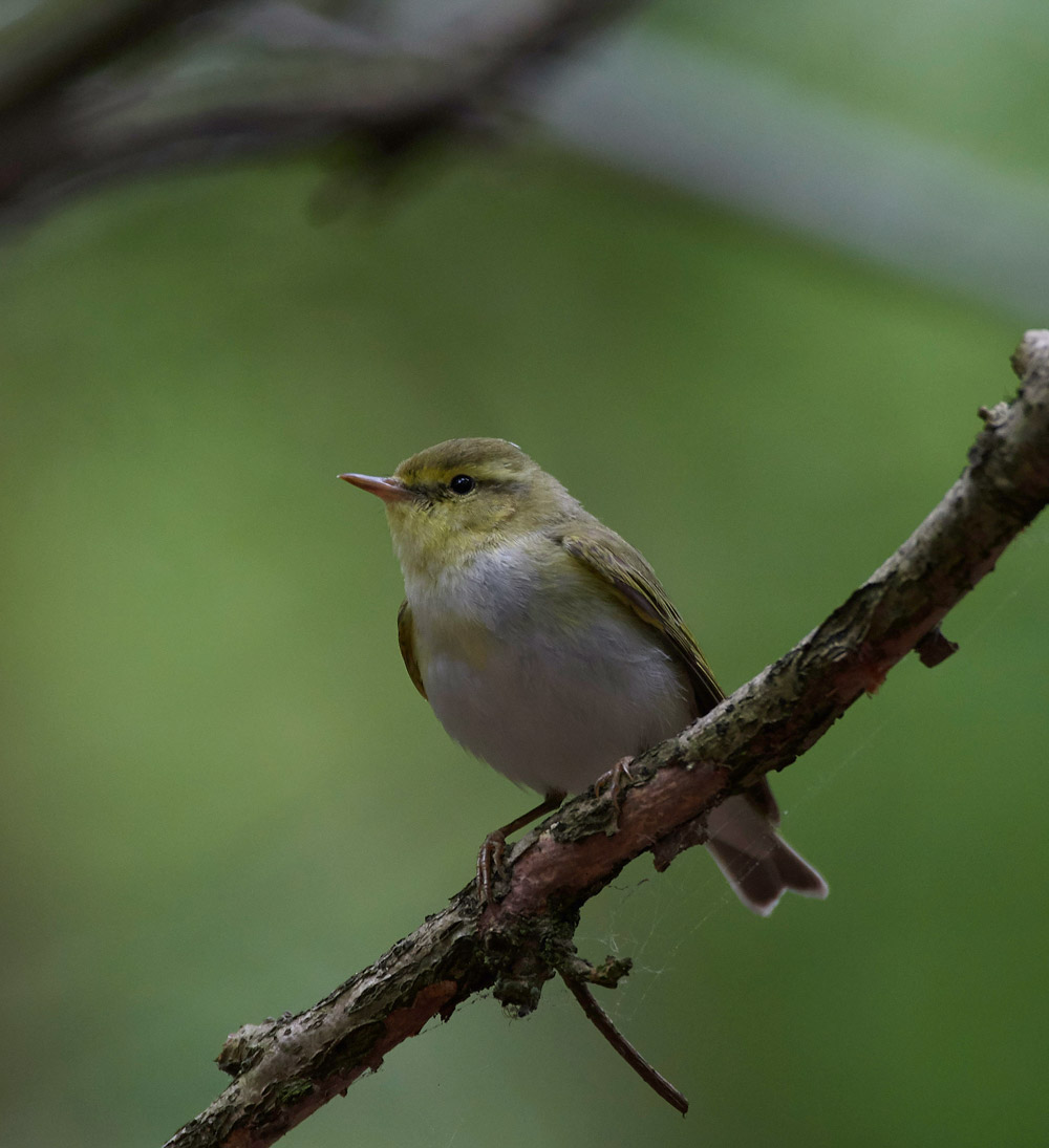 WoodWarbler020617-6