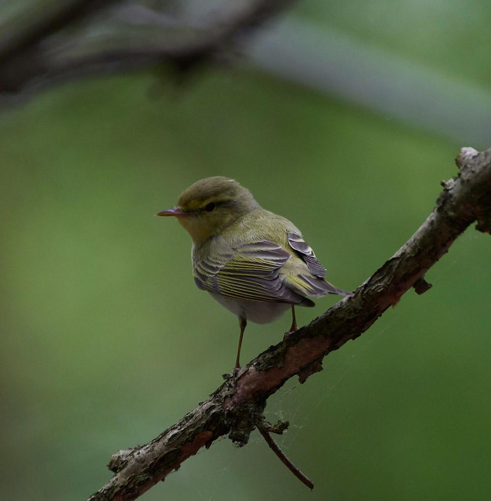 WoodWarbler020617-7