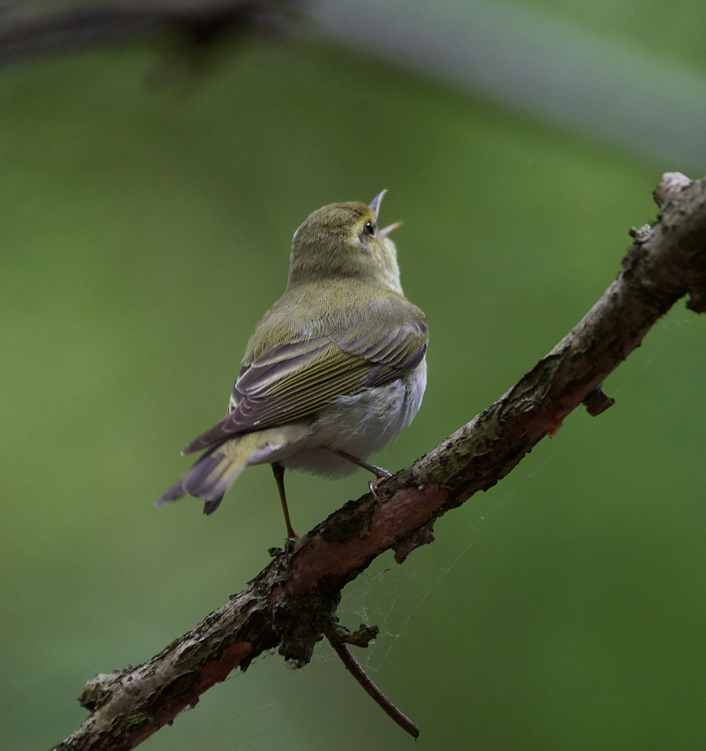 WoodWarbler020617-8