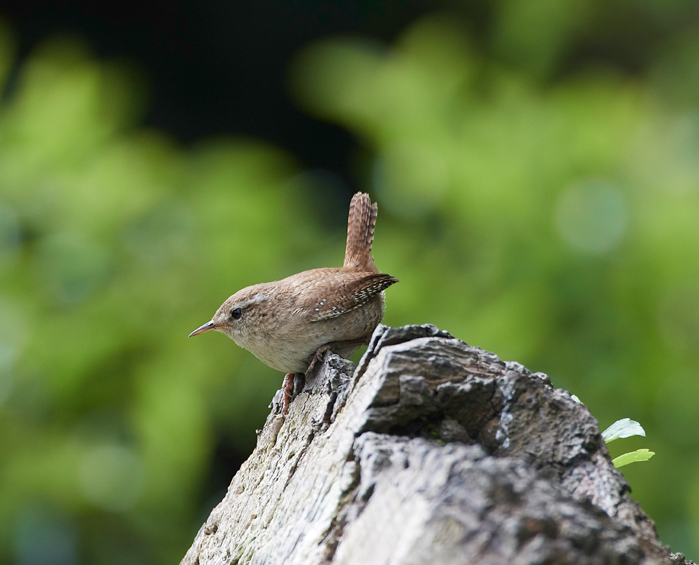 Wren310717-2