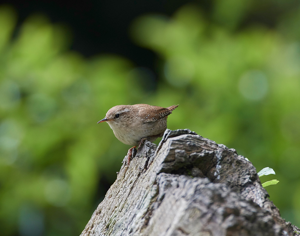 Wren310717-3