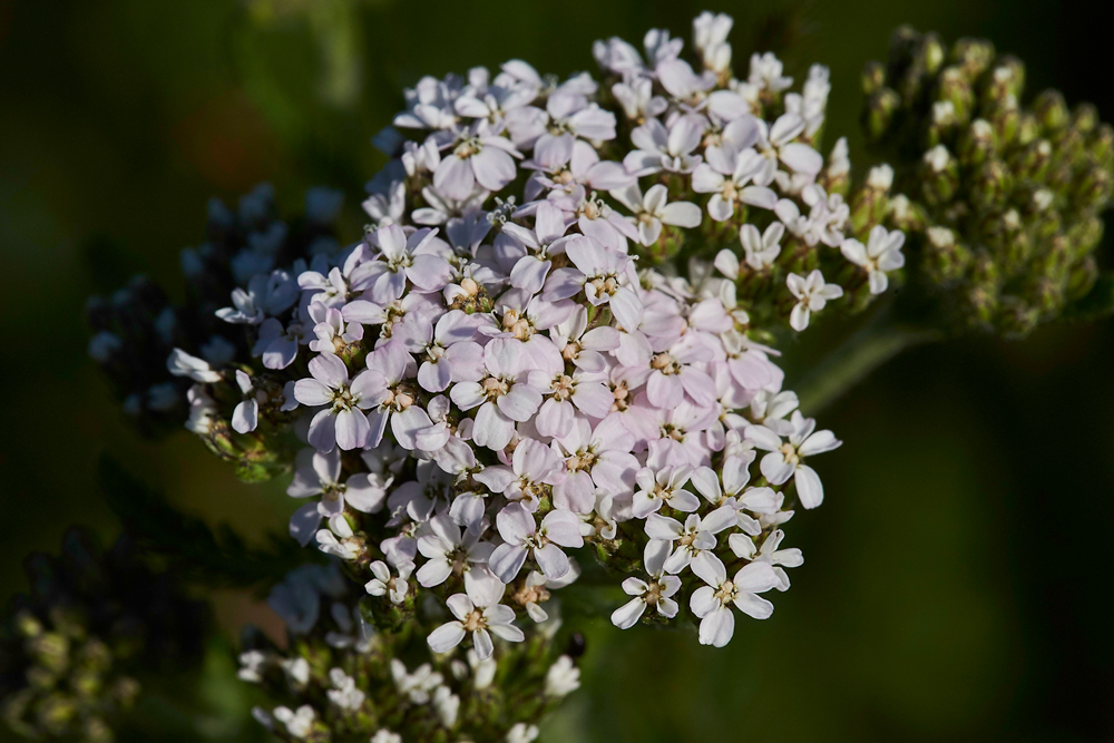 Yarrow170617-1