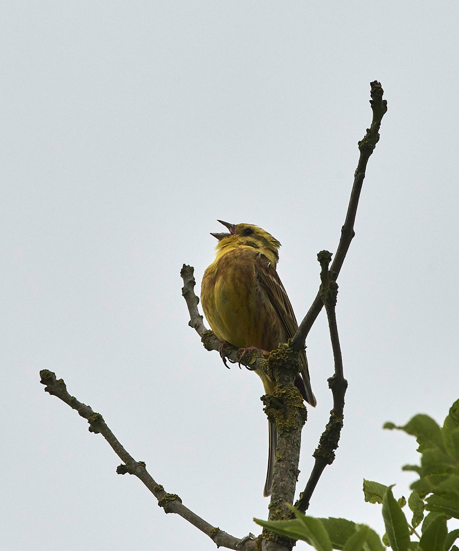 Yellowhammer160717-1