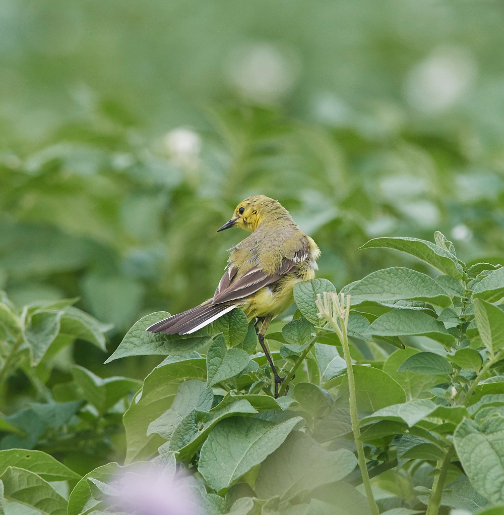 YellowWagtail300617-1