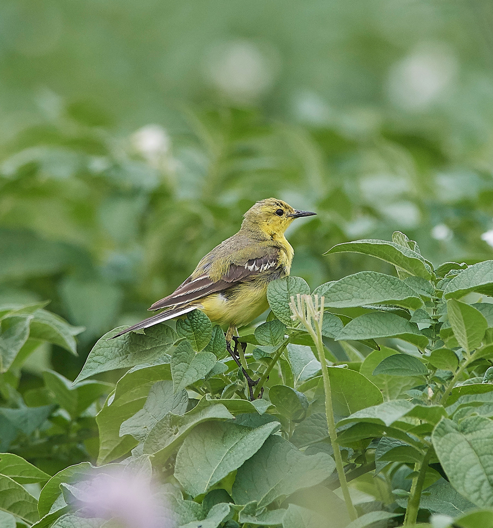 YellowWagtail300617