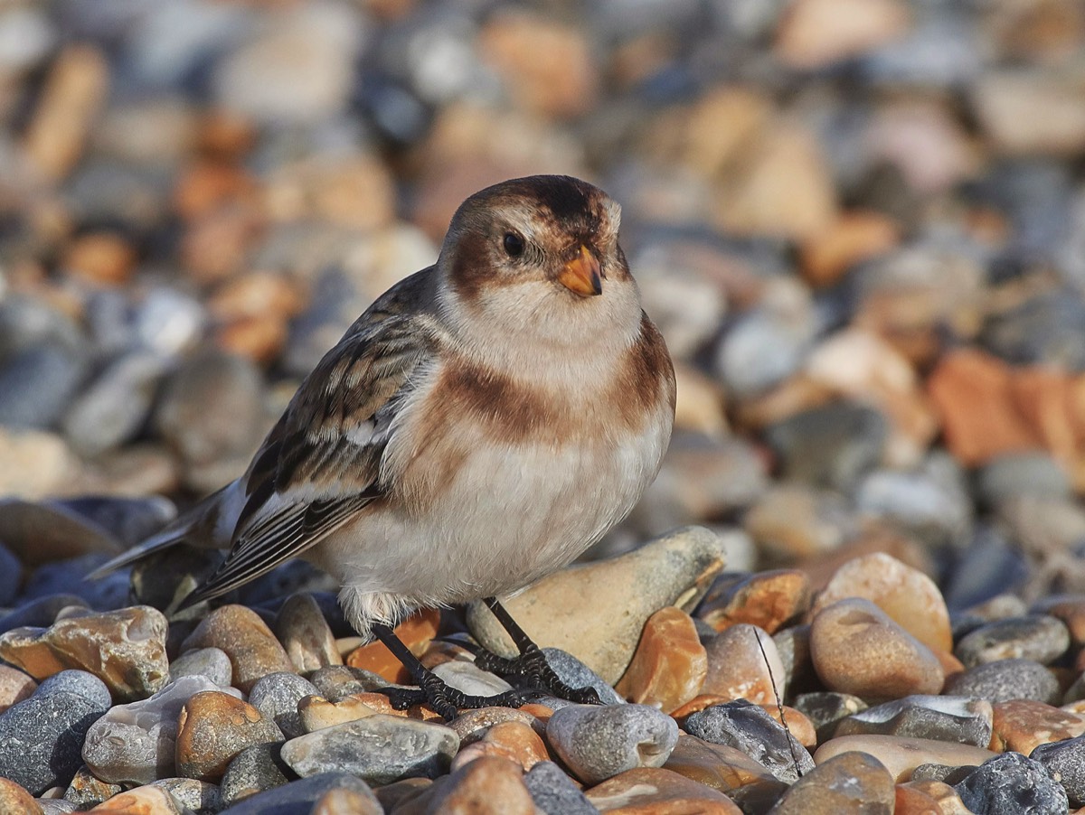 Snow Bunting - Cley 18/12/17