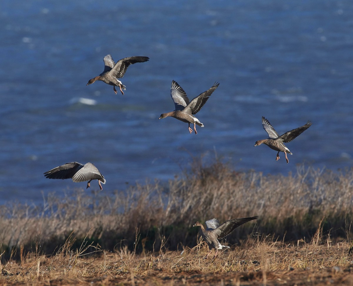 Pink Footed Goose -Salthouse 26/11/17