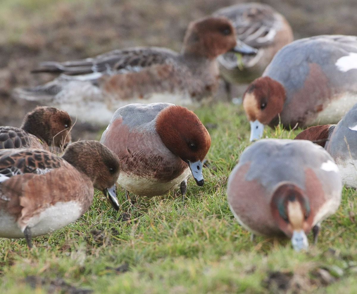 Wigeon - Cley 19/11/17