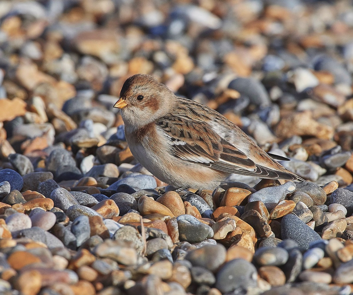 Snow Bunting - Cley 18/12/17