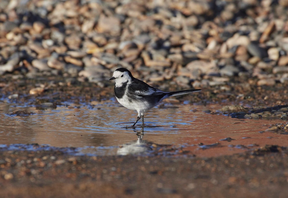 Pied Wagtail - Cley 12/11/21