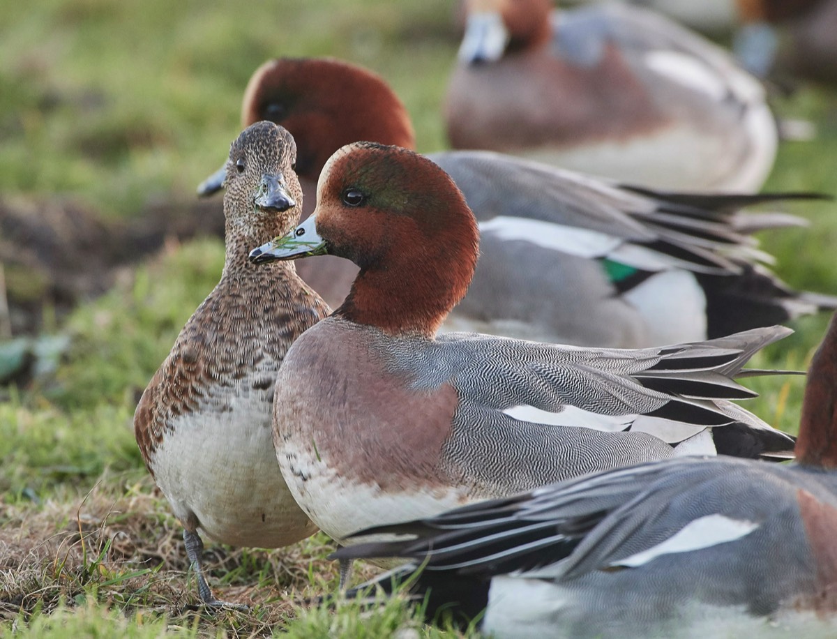 Wigeon - Cley 19/11/17