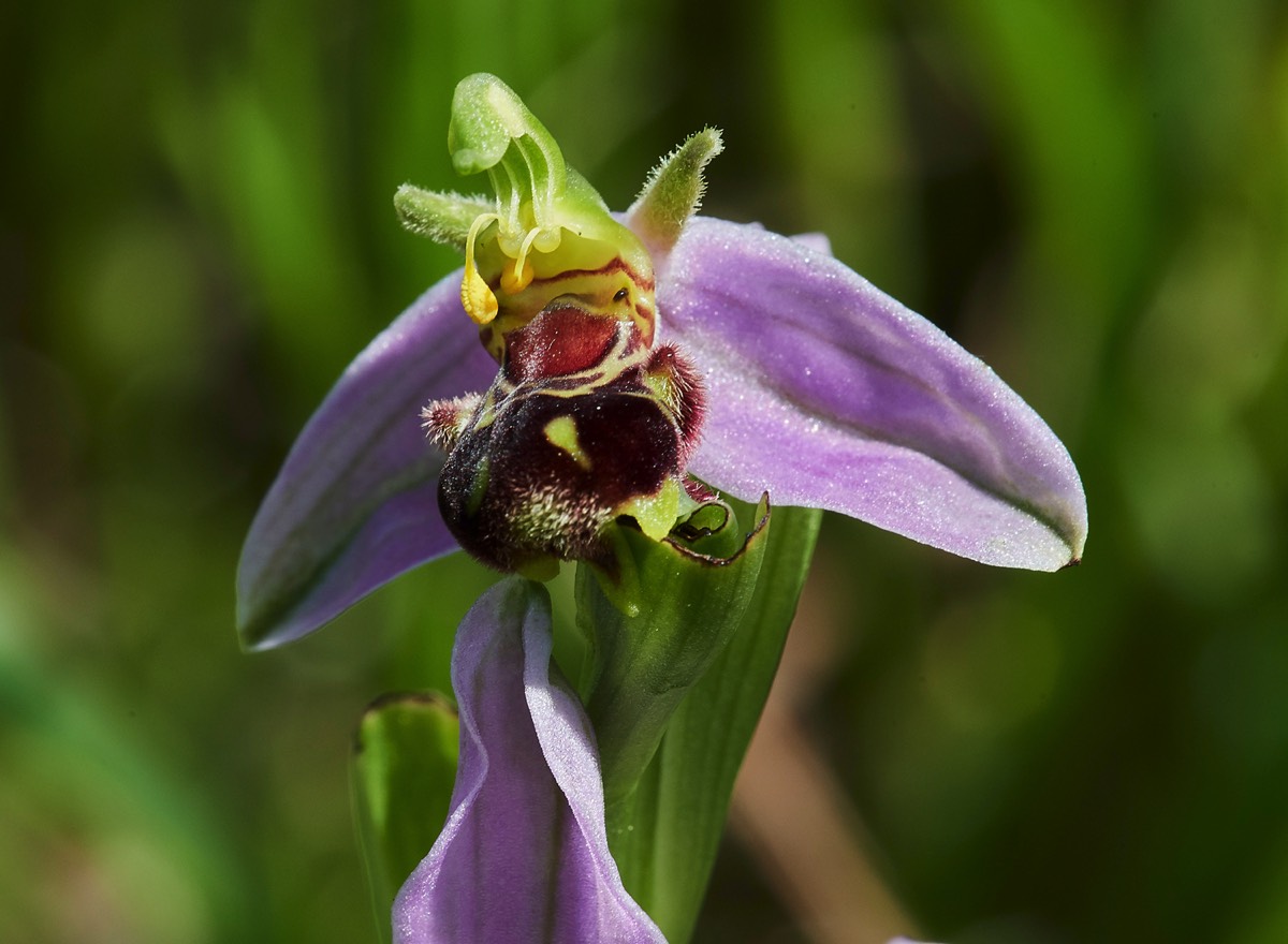 Bee Orchid - Overstrand 10/06/17