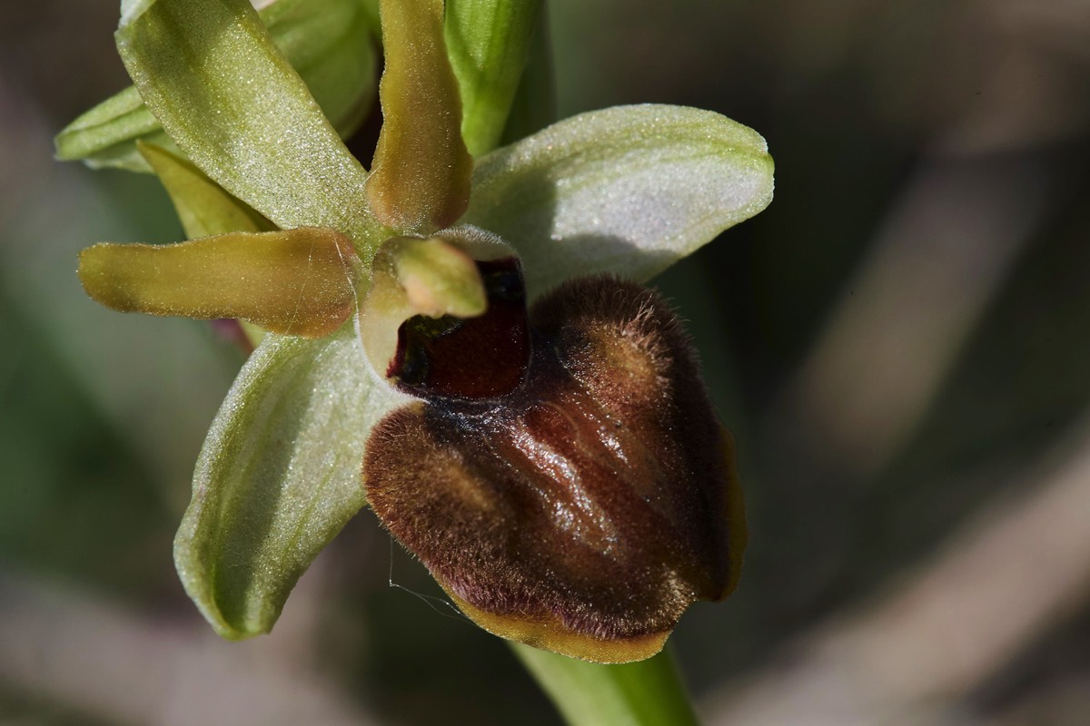 Early Spider Orchid - Samphire Hoe 30/04/17