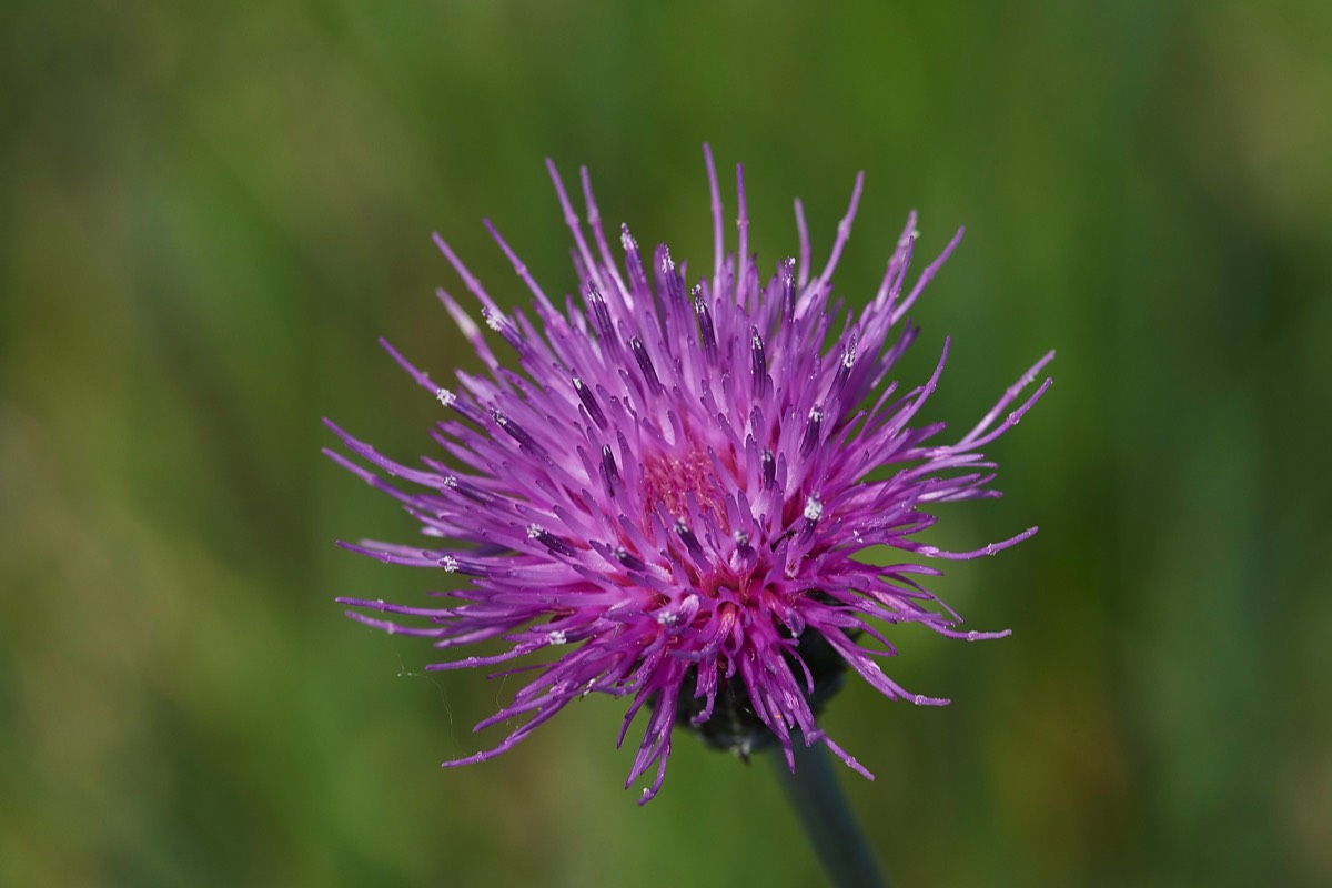 Meadow Thistle - Southrepps Common 25/05/17