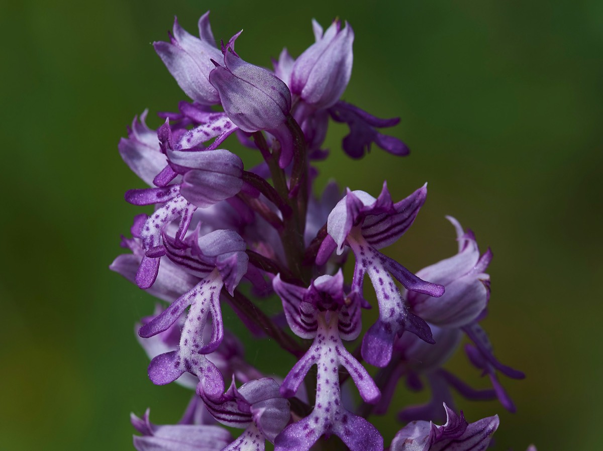 Military Orchid - Suffolk 28/05/17