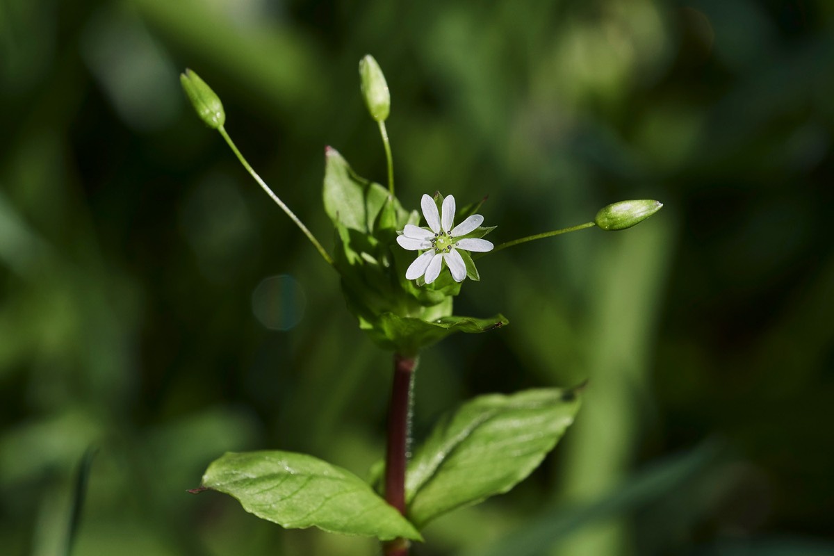 Greater Chickweed 09/04/17