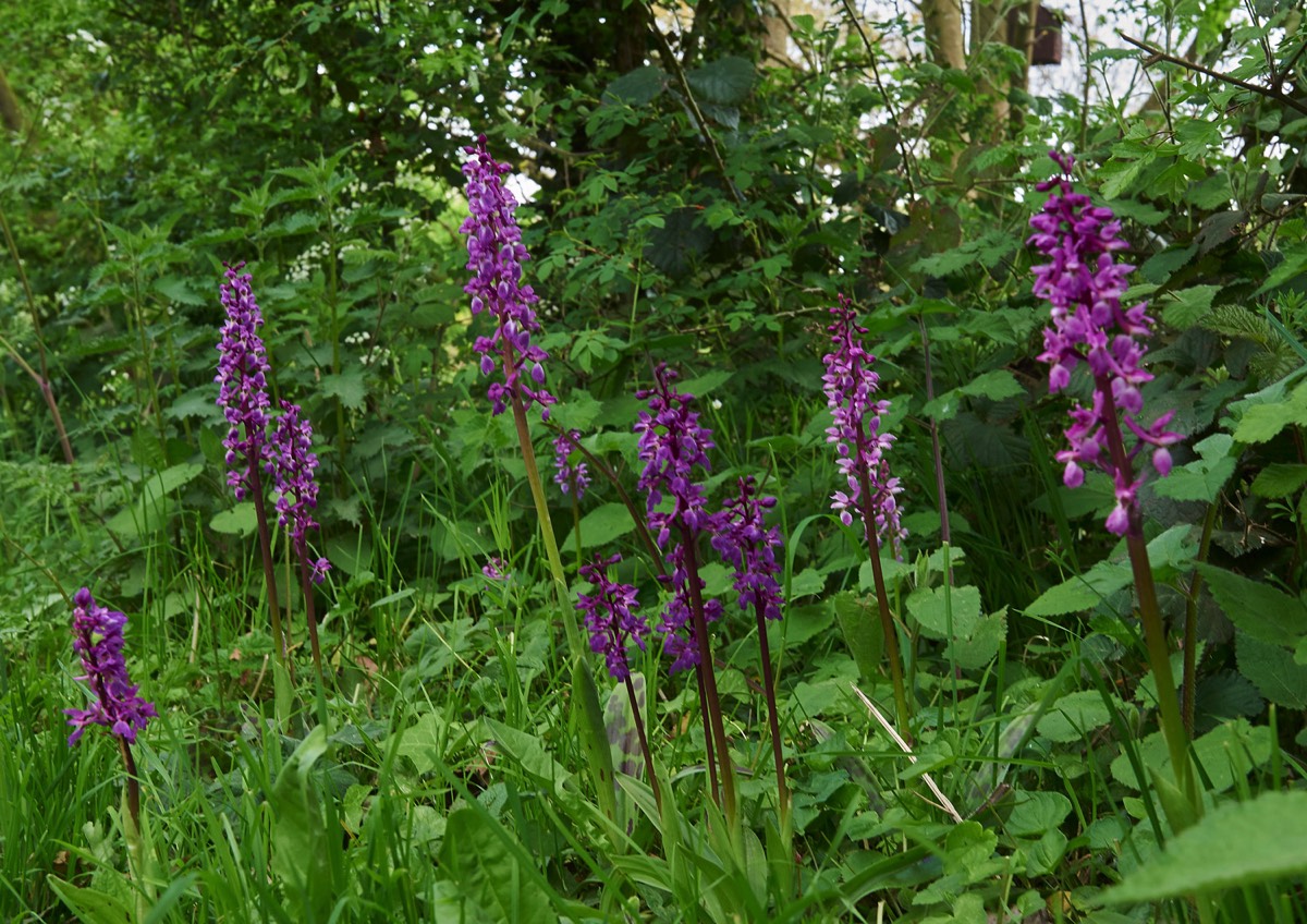 Early Purple Orchid  - Sustead  0705/17