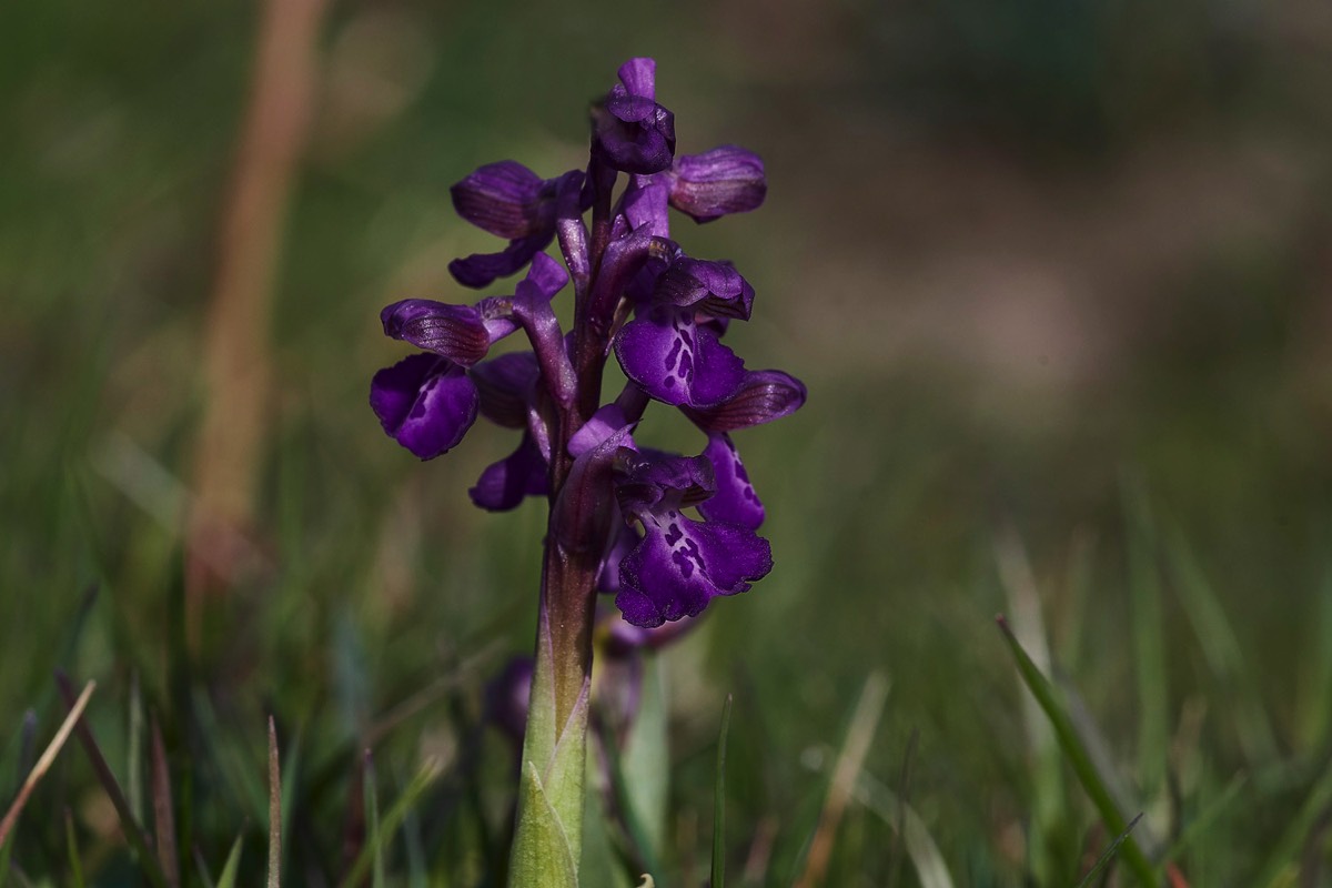 Green Winged Orchid - Marsden Meadow 30/04/17