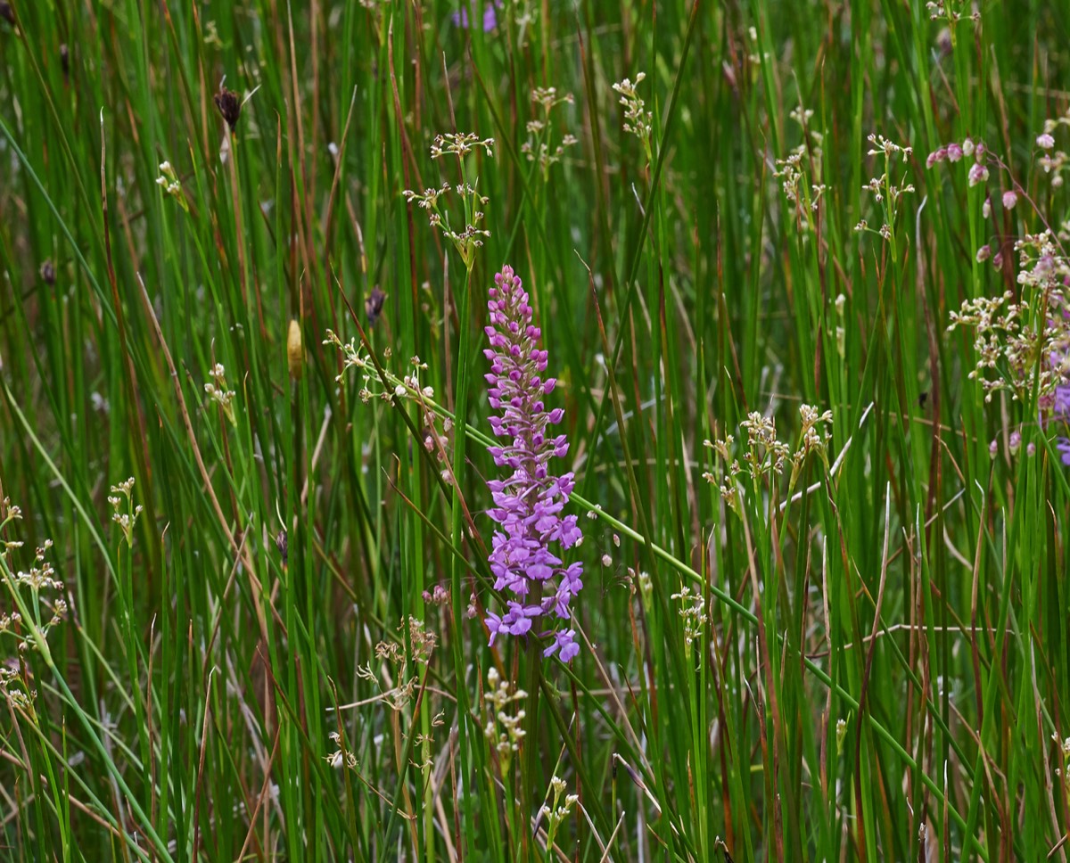 Fragrant Orchid - Buxton Heath 20/06/17 