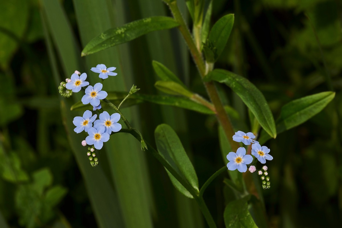 Water Forget me not - Blickling 31/05/17