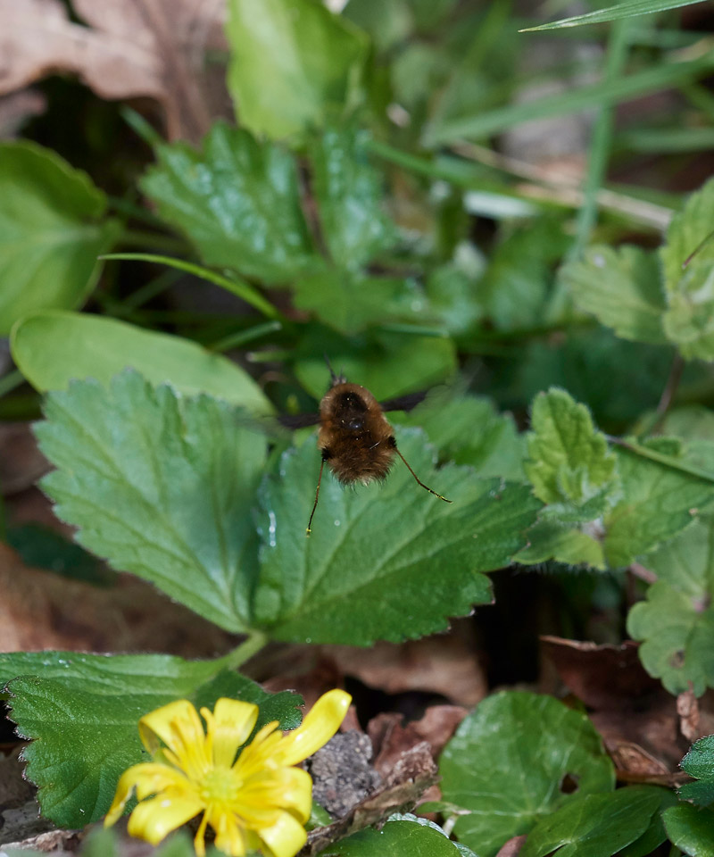 BeeFly0604175