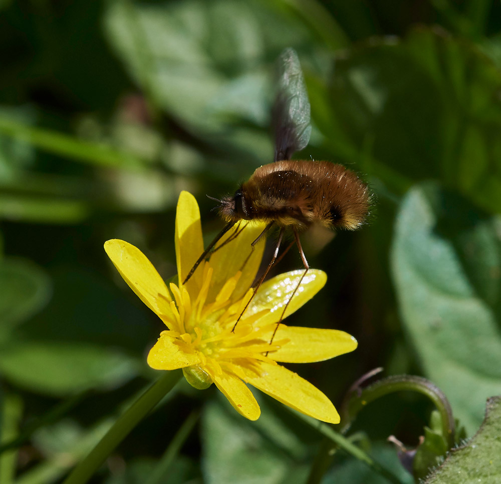 BeeFly0604178