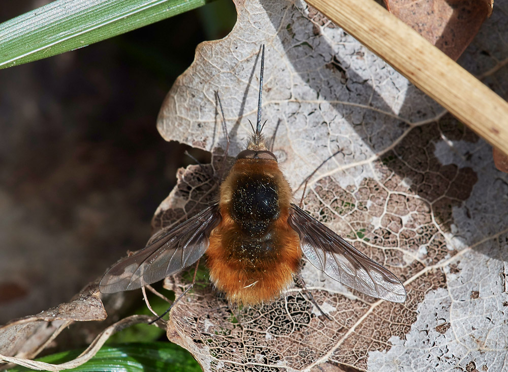 BeeFly1504172