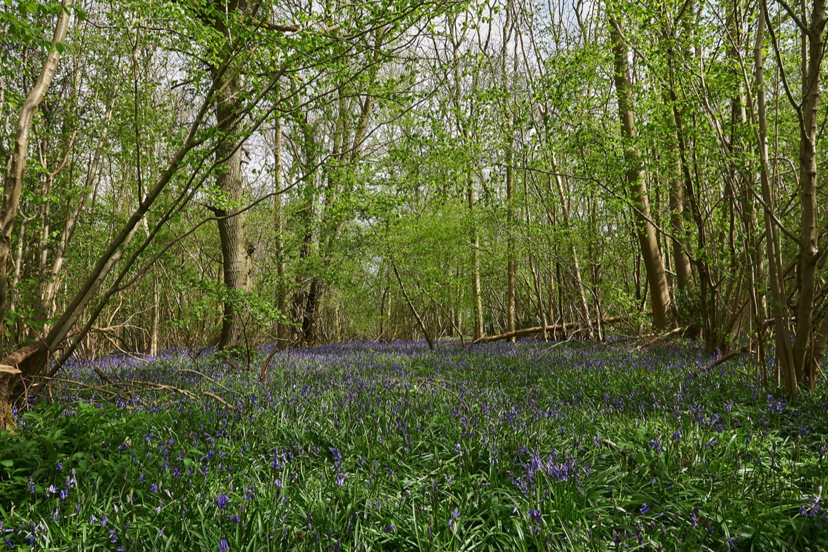 Foxley Wood 15/04/17