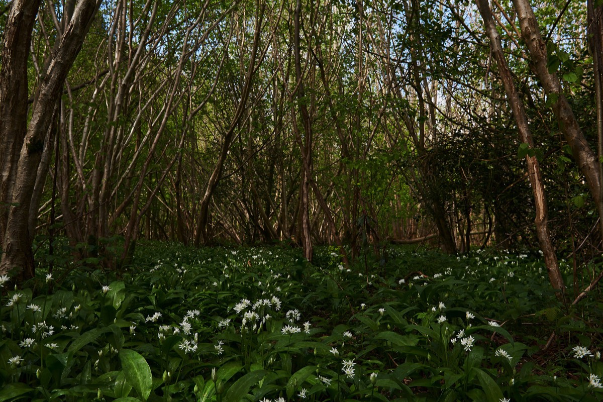 Ashwellthorpe Wood 26/04/17