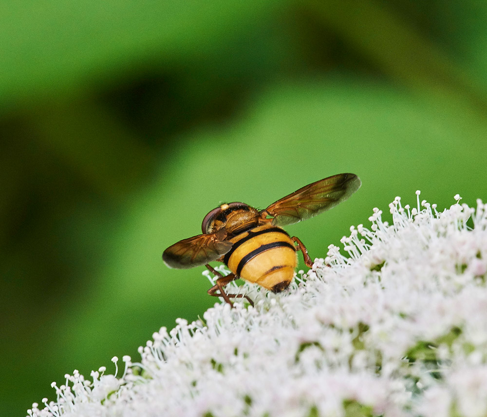 HoverflyVInanis150817-1