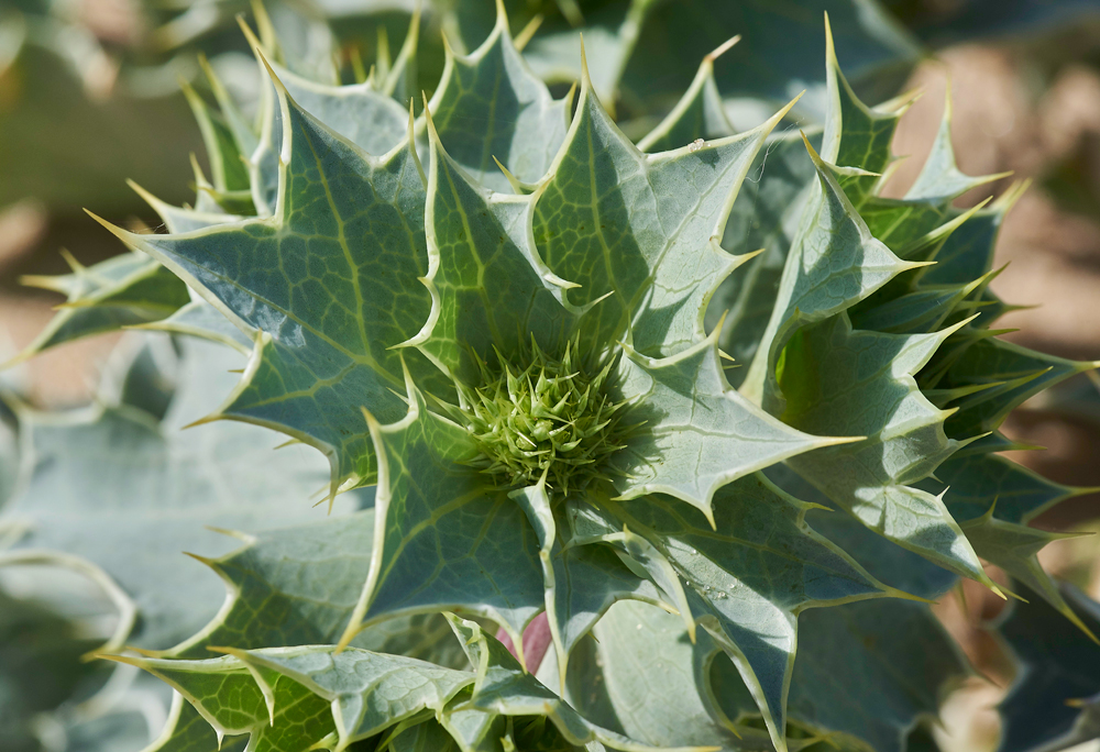 SeaHolly150617-2