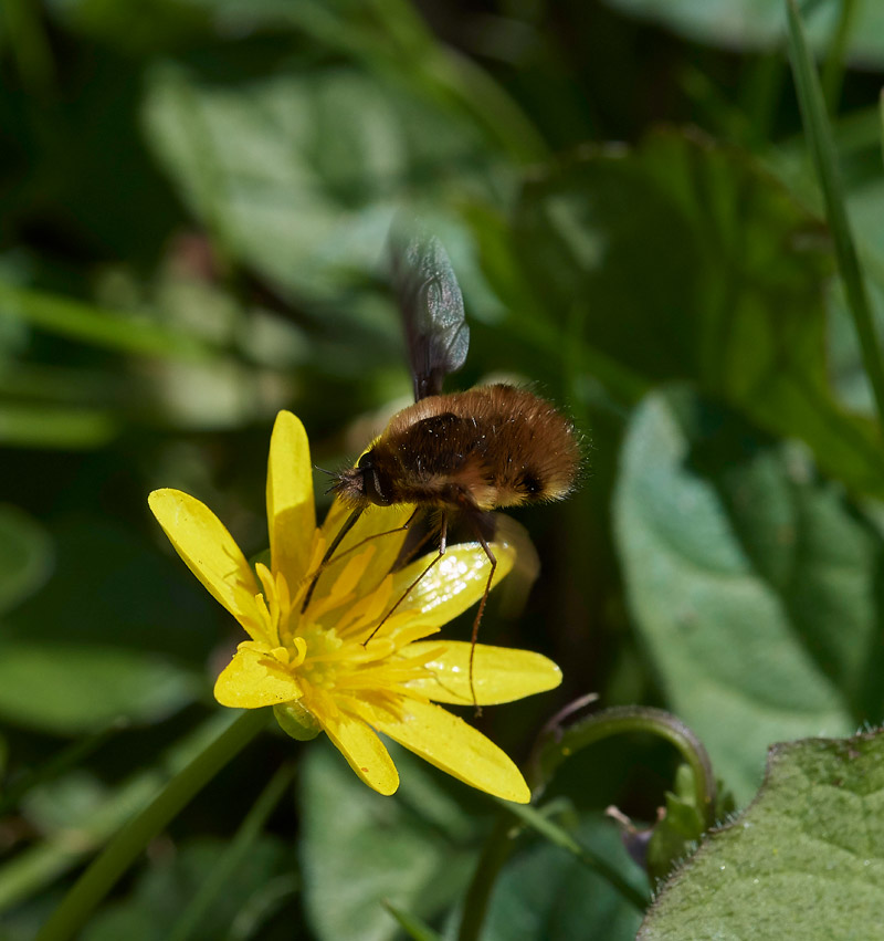 BeeFly0604173