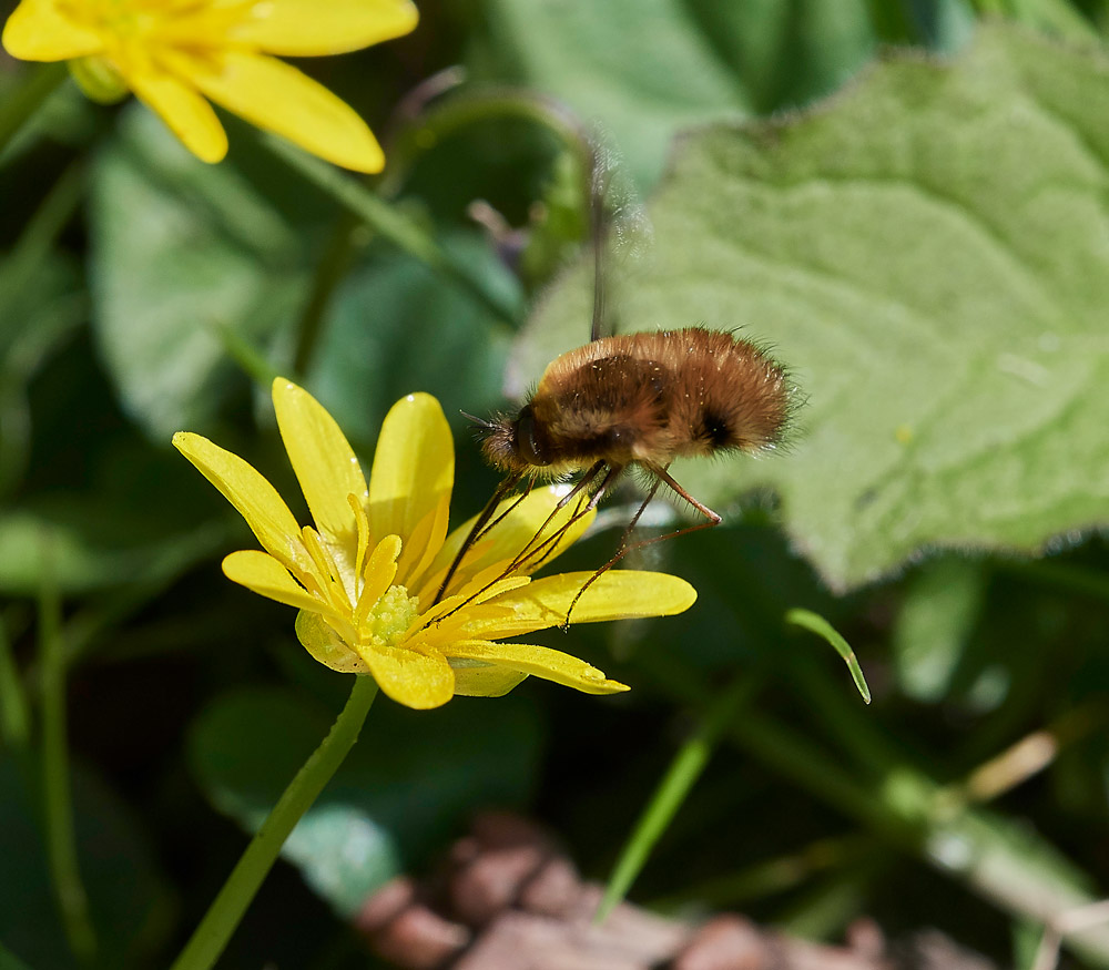 BeeFly0604174
