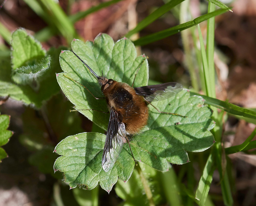 BeeFly06041766