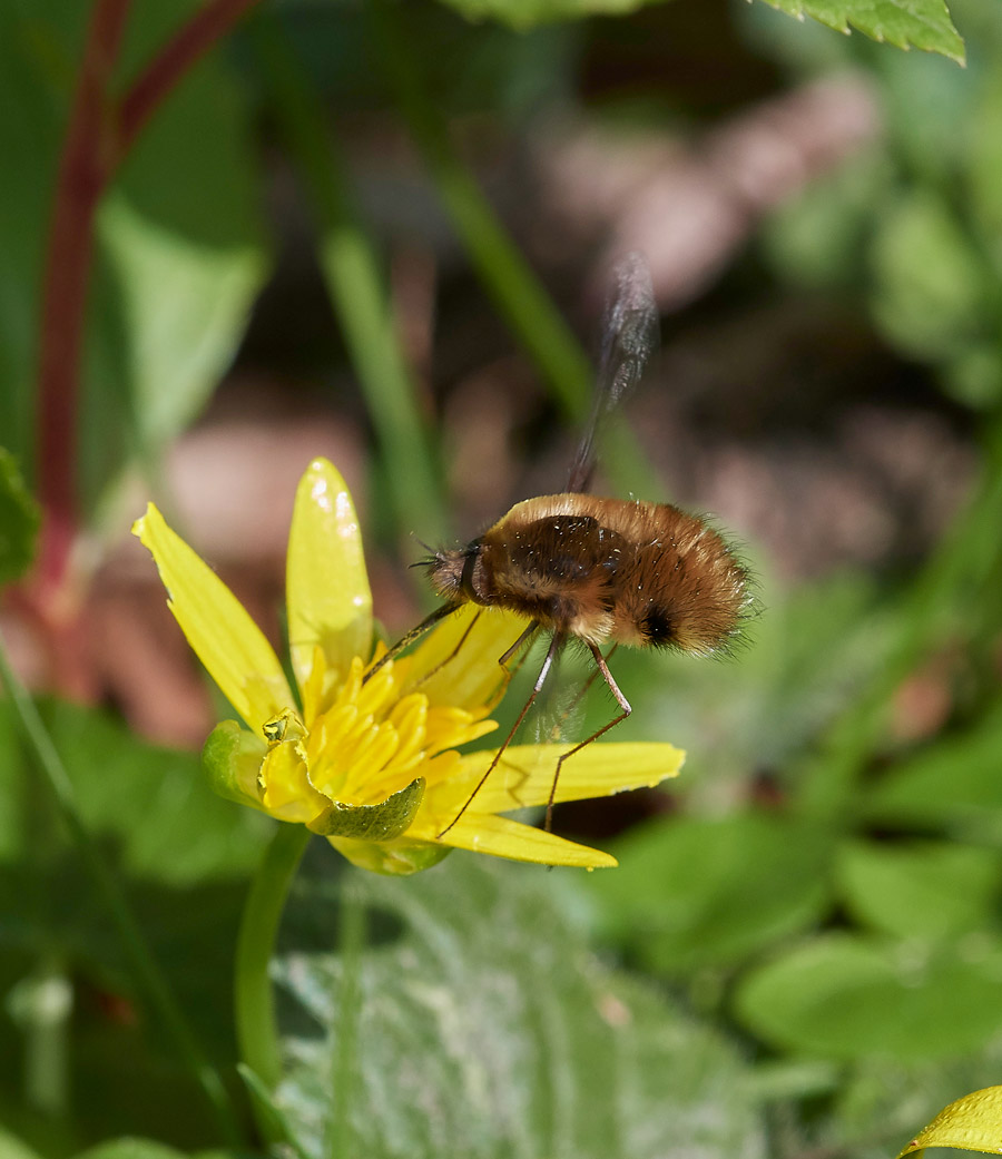 BeeFly0604177
