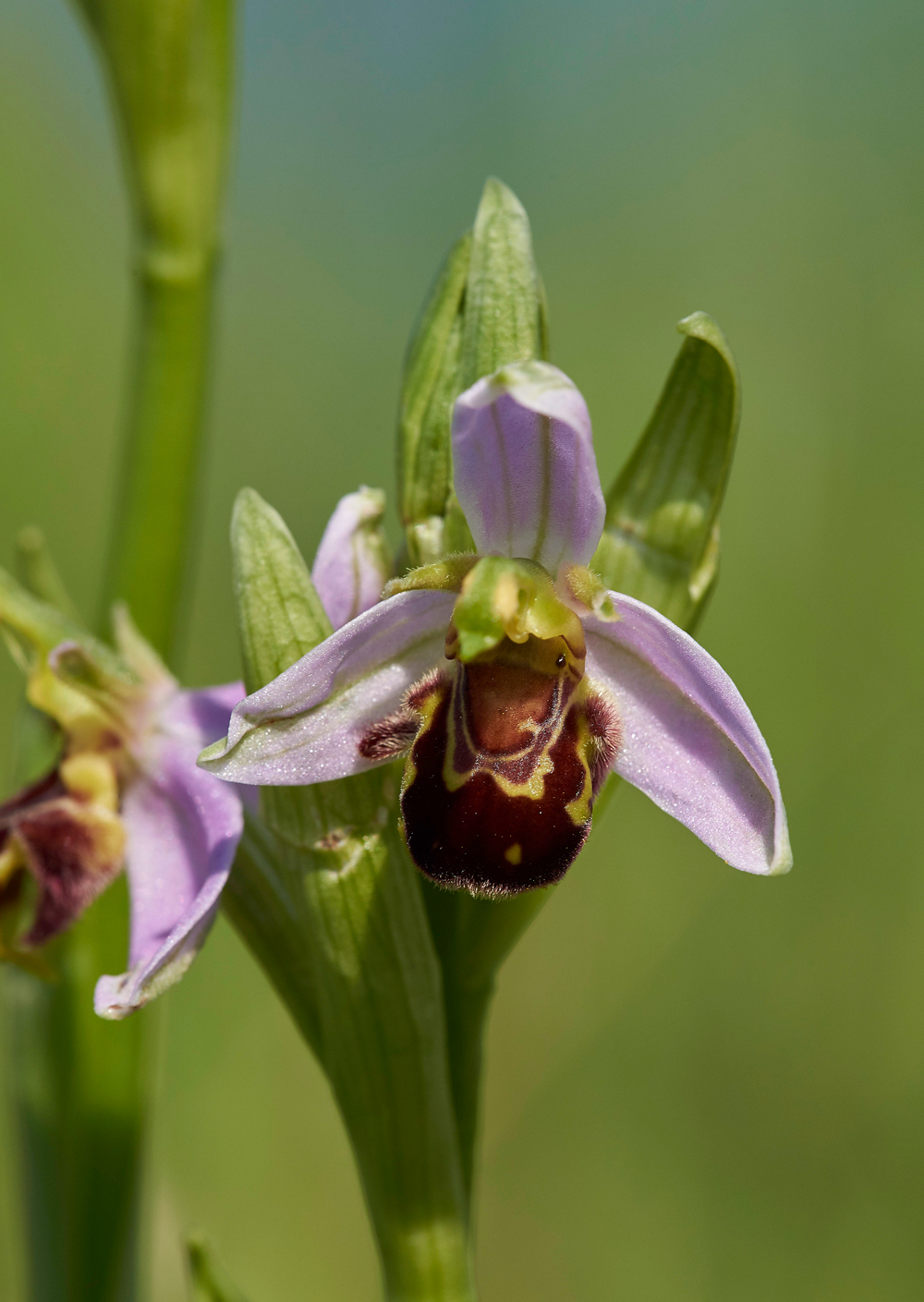 BeeOrchid030617-2