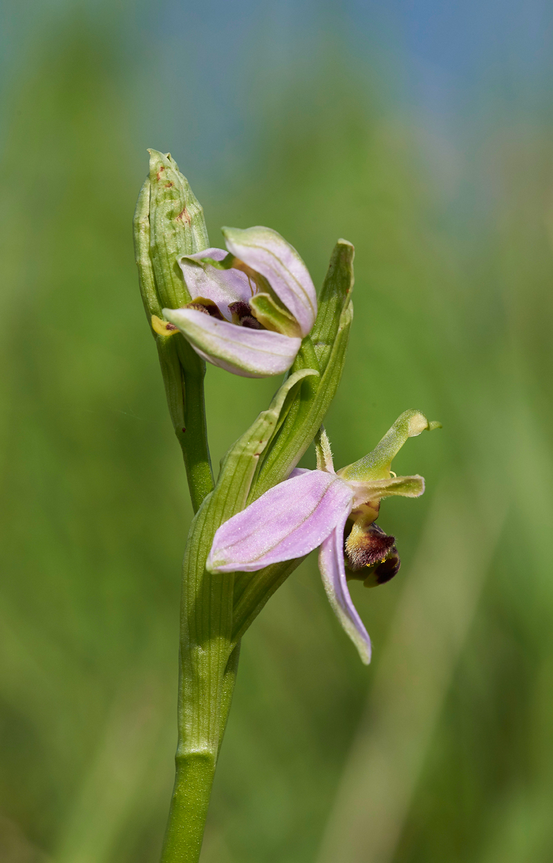 BeeOrchid030617-4