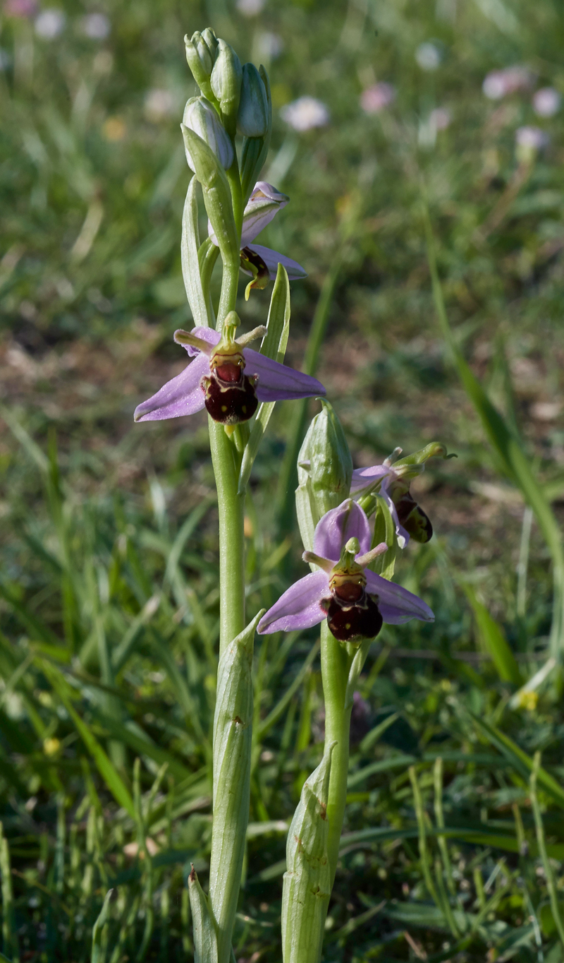 BeeOrchid050617-2