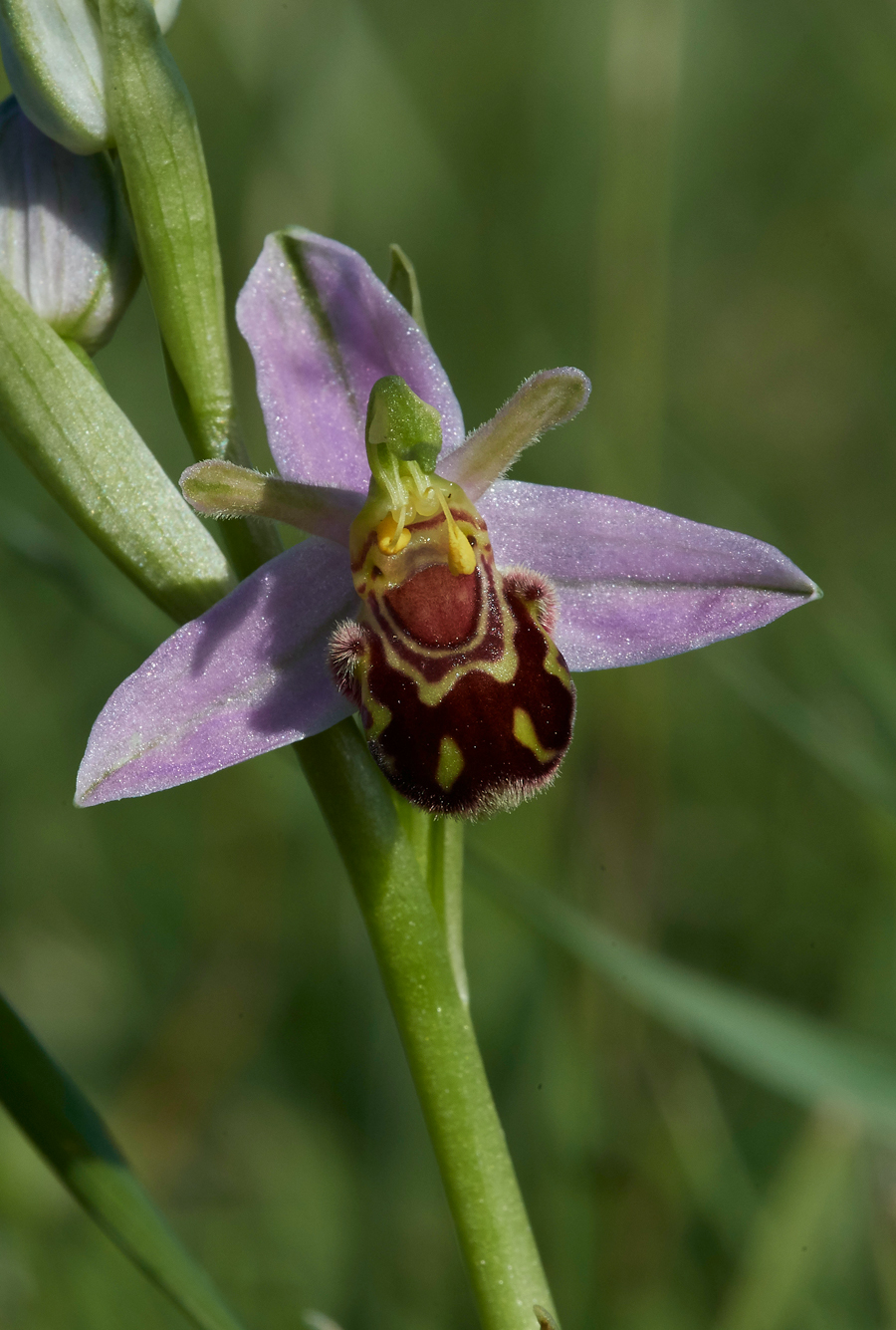 BeeOrchid050617-3