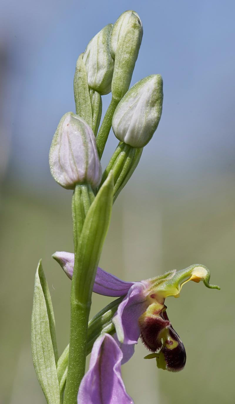 BeeOrchid100617-1