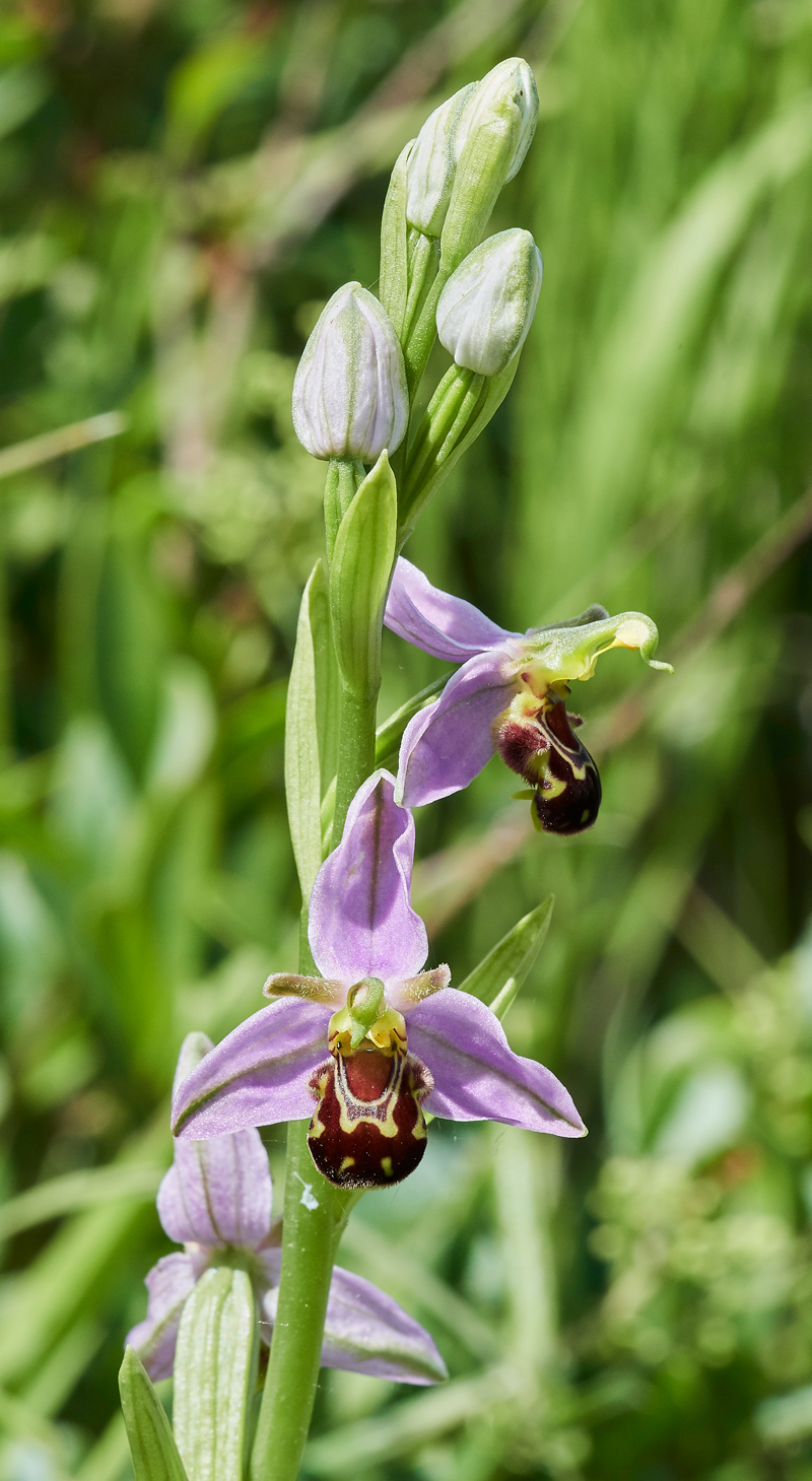 BeeOrchid100617-2