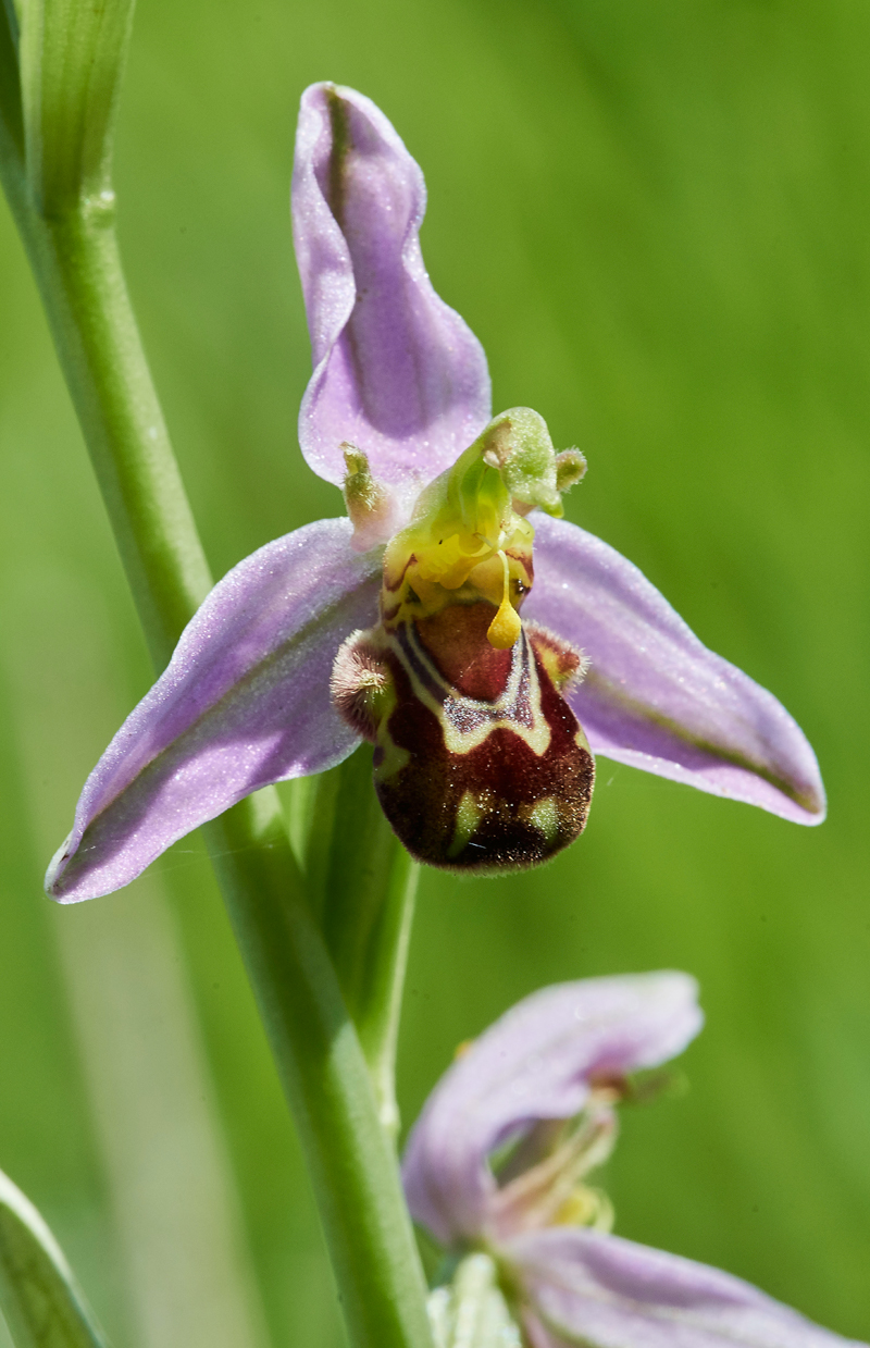 BeeOrchid100617-3