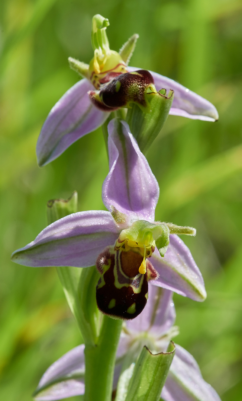 BeeOrchid100617-5