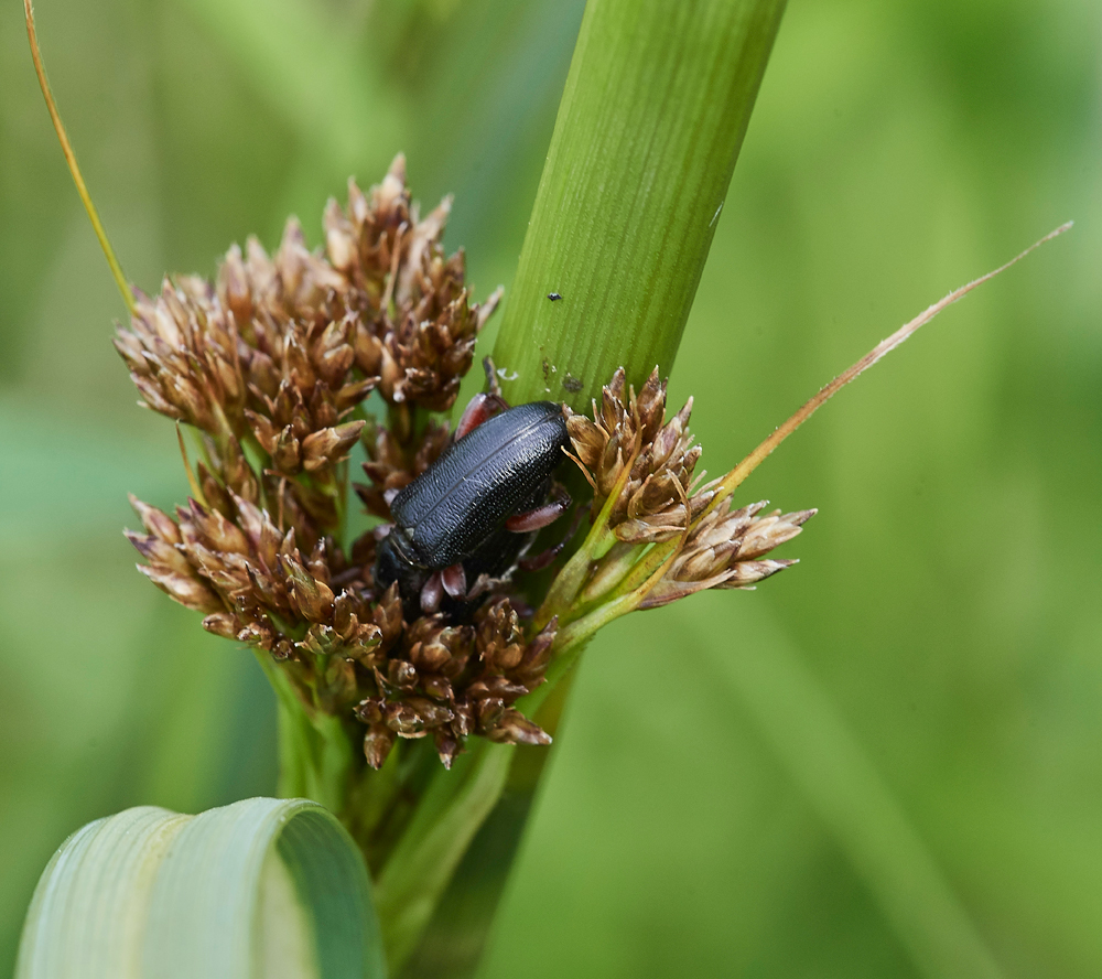 Beetle130617