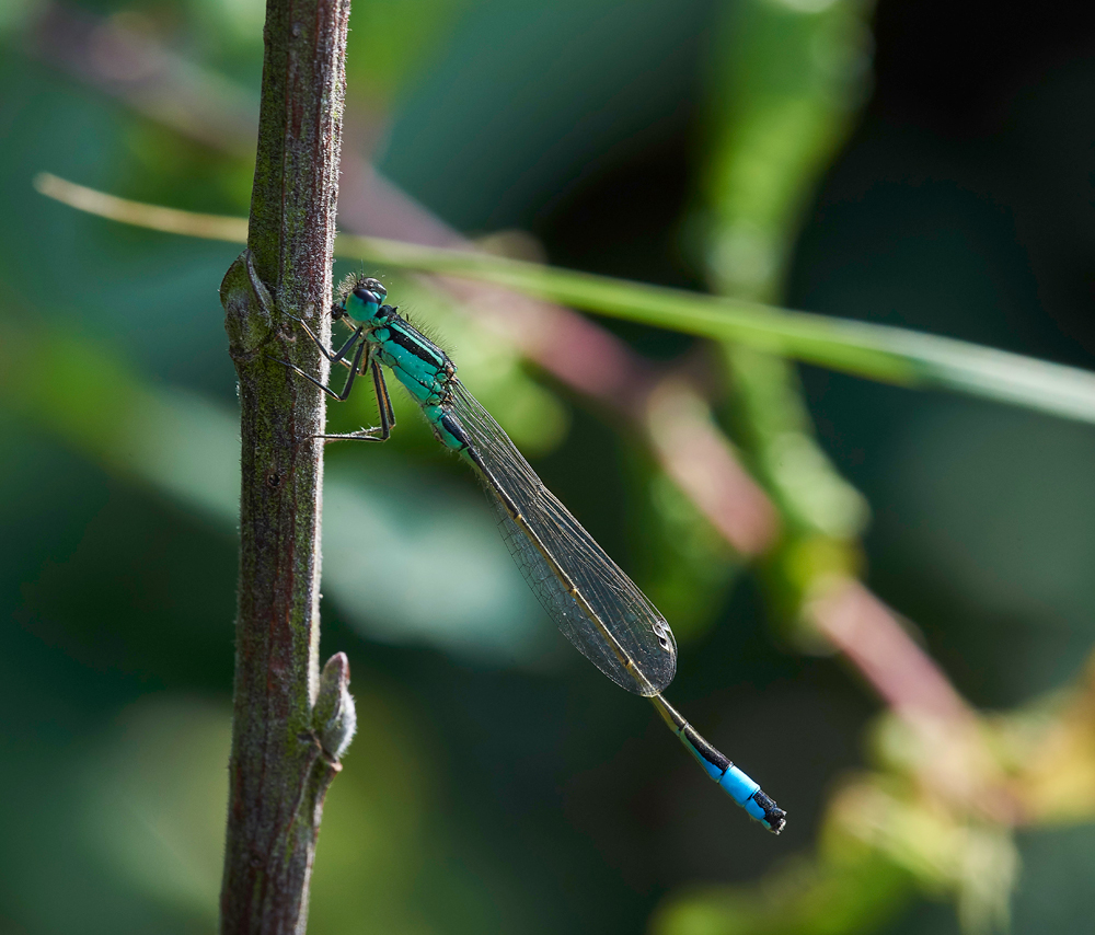 Blue-tailed210617
