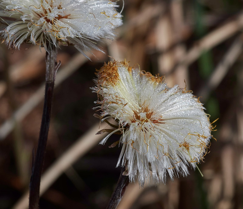 Coltsfoot0504171