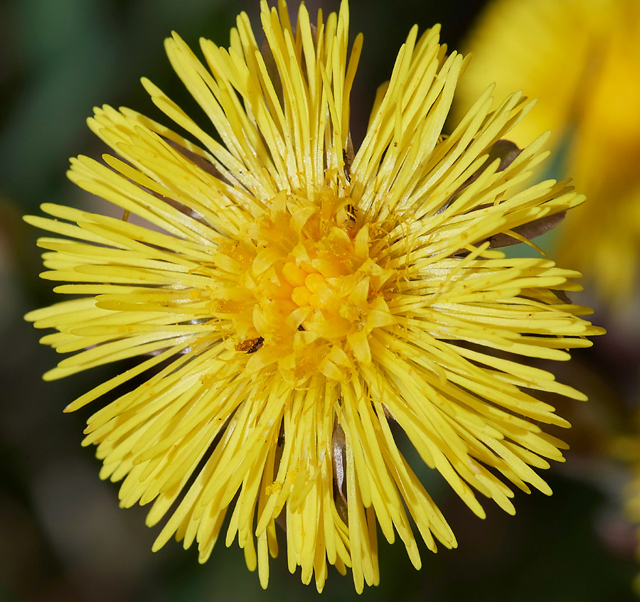 Coltsfoot05041710