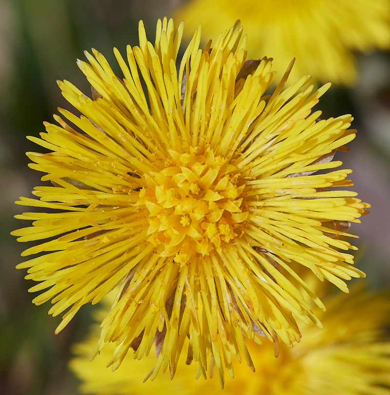 Coltsfoot05041711