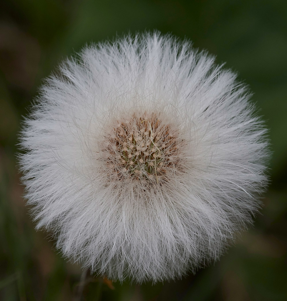 Coltsfoot05041712